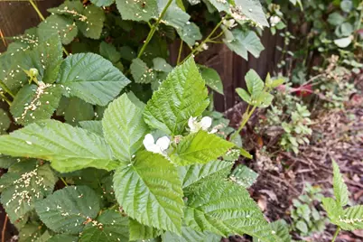 1303 Caceres Court, Davis, CA 95618 - Photo 62