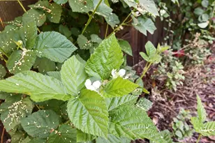 1303 Caceres Ct, Davis, CA 95618 - Photo 62