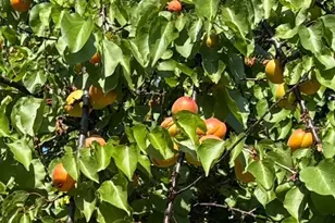 9251 Courtney Way, Roseville, CA 95747 - Photo 58