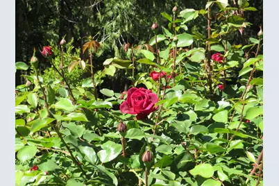 25160 Pineview Drive, Colfax, CA 95713 - Photo 68