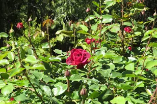 25160 Pineview Dr, Colfax, CA 95713 - Photo 68