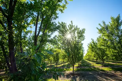 11270 Craig Road, Live Oak, CA 95953 - Photo 82