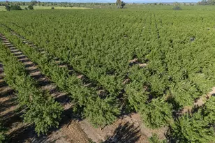 11270 Craig Rd, Live Oak, CA 95953 - Photo 78