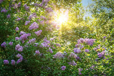 15682 Dream Sky Way, Nevada City, CA 95959 - Photo 84