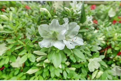 11774 Skipper Court, Penn Valley, CA 95946 - Photo 70