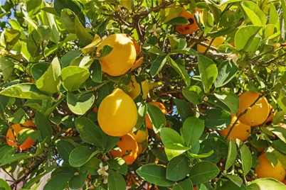 3992 Yale Way, Livermore, CA 94550 - Photo 32