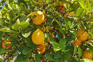 3992 Yale Way, Livermore, CA 94550 - Photo 32