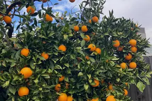 3704 Gratia Ave, Sacramento, CA 95821 - Photo 60