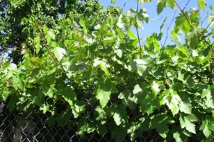 2125 Harris Ave, Sacramento, CA 95838 - Photo 26