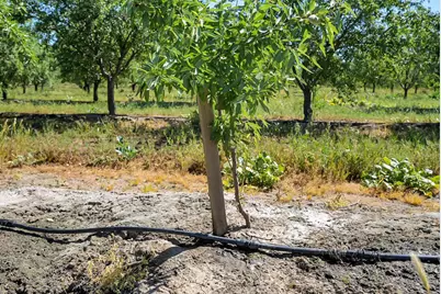 0 Buchanan Hollow Rd, Le Grand, CA 95333 - Photo 4