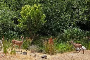 Grass Valley Hwy, Auburn, CA 95602 - Photo 54