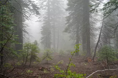 19746 Marsh Mill Road, Nevada City, CA 95959 - Photo 14