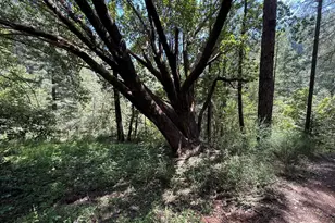 13462 Moonshine Rd, Camptonville, CA 95922 - Photo 20