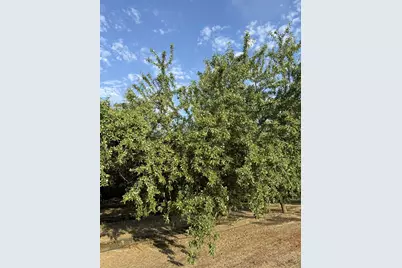 1660 Fruit Avenue, Patterson, CA 95363 - Photo 4