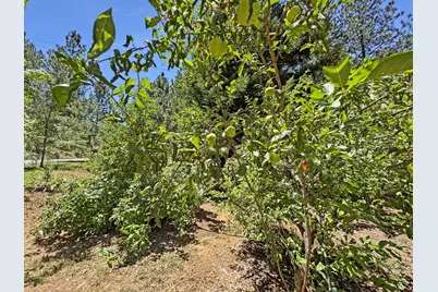 505 Caruso Court, Colfax, CA 95713 - Photo 34