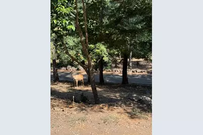 817 Timber Hills Road, Colfax, CA 95713 - Photo 6