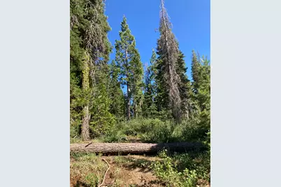 180 Bucks Meadow Drive, Bucks Lake, CA 95971 - Photo 6
