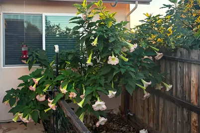 327 Manor Drive, Ione, CA 95640 - Photo 52