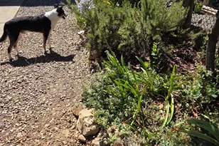 Calaveritas Rd, San Andreas, CA 95249 - Photo 18