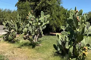 303 Plainsburg Rd, Planada, CA 95365 - Photo 46