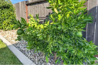 8138 Scrimshaw Way, Sacramento, CA 95829 - Photo 46