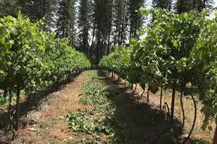 14792 Wabash Ave, Grass Valley, CA 95945 - Photo 12