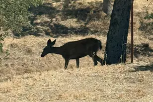 Camanche Rd, Ione, CA 95640 - Photo 32