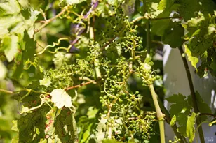 1101 Wildplum Ct, Vacaville, CA 95687 - Photo 42