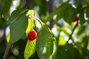 1101 Wildplum Ct, Vacaville, CA 95687 - Photo 46