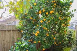 3816 Jefferson St, Napa, CA 94558 - Photo 16