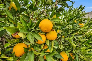 149 Donner Dr, Vacaville, CA 95687 - Photo 38