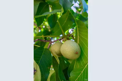 3126 Edgewood Drive, Kelseyville, CA 95451 - Photo 62