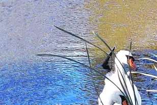 528 Wetlands Edge Rd, American Canyon, CA 94503 - Photo 6