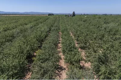 1450 Alexander Hill Lane, Dunnigan, CA 95937 - Photo 1