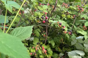 4989 N Ford Rd, Scales Mound, IL 61075 - Photo 48