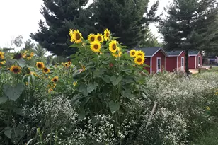 115 windmill Rd, Elizabeth, IL 61028 - Photo 72