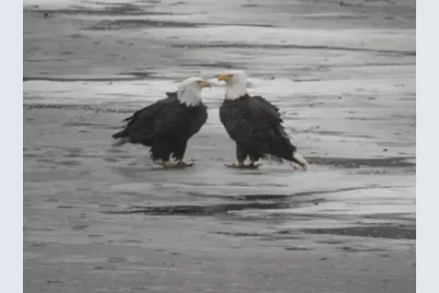 1306 Chadbourne Drive, Davis, IL 61019 - Photo 40