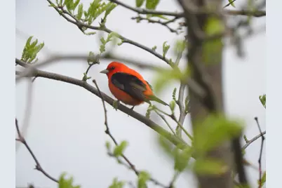 1306 Chadbourne Drive, Davis, IL 61019 - Photo 30