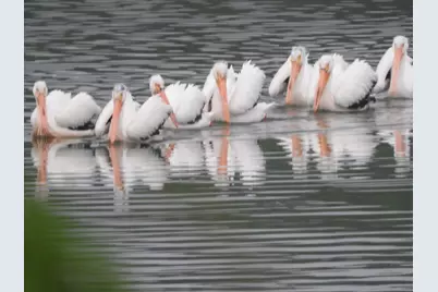 1396 Pier Drive, Davis, IL 61019 - Photo 50