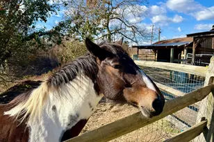 21 Treiber Ln, Harwood, MD 20776 - Photo 48