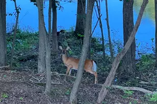 828 Swift Rd, Pasadena, MD 21122 - Photo 12