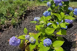 1420 Rowe Dr, Glen Burnie, MD 21061 - Photo 28