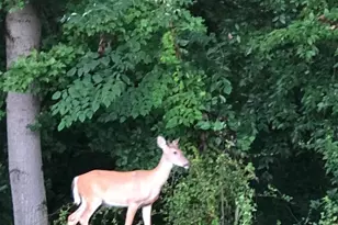 2568 Forest Knoll, Annapolis, MD 21401 - Photo 46