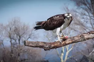 117 Midland Rd, Glen Burnie, MD 21060 - Photo 40