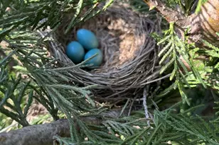 11416 Kline Dr NW, Cumberland, MD 21502 - Photo 44