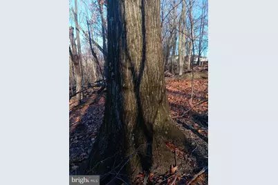 Gray Avenue, Cumberland, MD 21502 - Photo 4