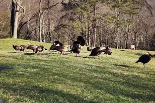 887 Weires Ave, Lavale, MD 21502 - Photo 70