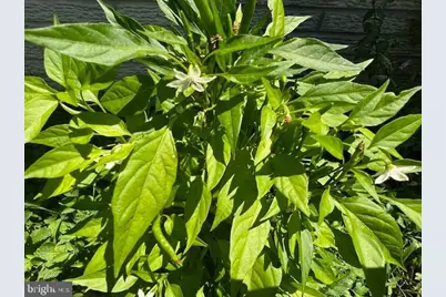 343 N Beaumont Avenue, Baltimore, MD 21228 - Photo 52