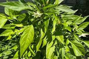 343 N Beaumont Ave, Baltimore, MD 21228 - Photo 52