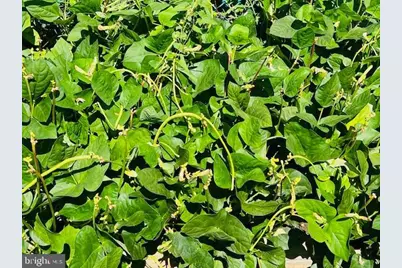 343 N Beaumont Avenue, Baltimore, MD 21228 - Photo 48